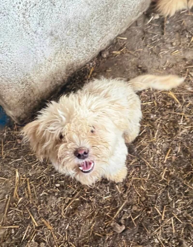 CODY, male puppy Mixed Breed for adoption at Happy Dogs Forever, happy dogs forever