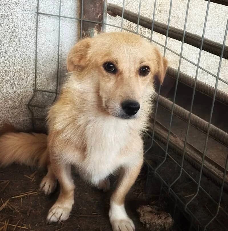 OSMO, male puppy Mixed Breed for adoption at Happy Dogs Forever, happy dogs forever