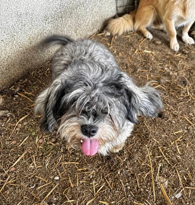 LINO, male puppy Mixed Breed for adoption at Happy Dogs Forever, happy dogs forever