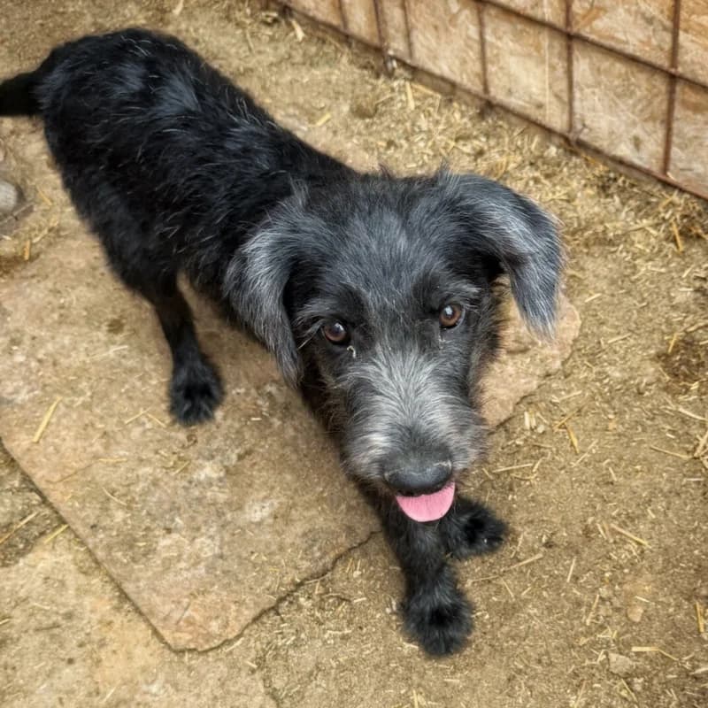 NOVA, female puppy Mixed Breed for adoption at Happy Dogs Forever, happy dogs forever
