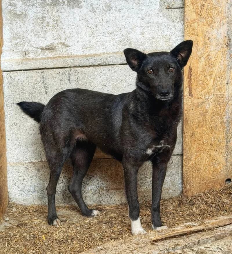 JUNE, female 5yo Mixed Breed for adoption at Happy Dogs Forever, happy dogs forever