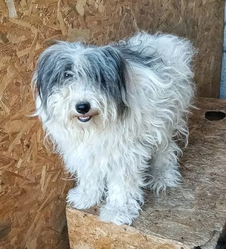 NELSON, male Mixed Breed for adoption at Happy Dogs Forever, happy dogs forever