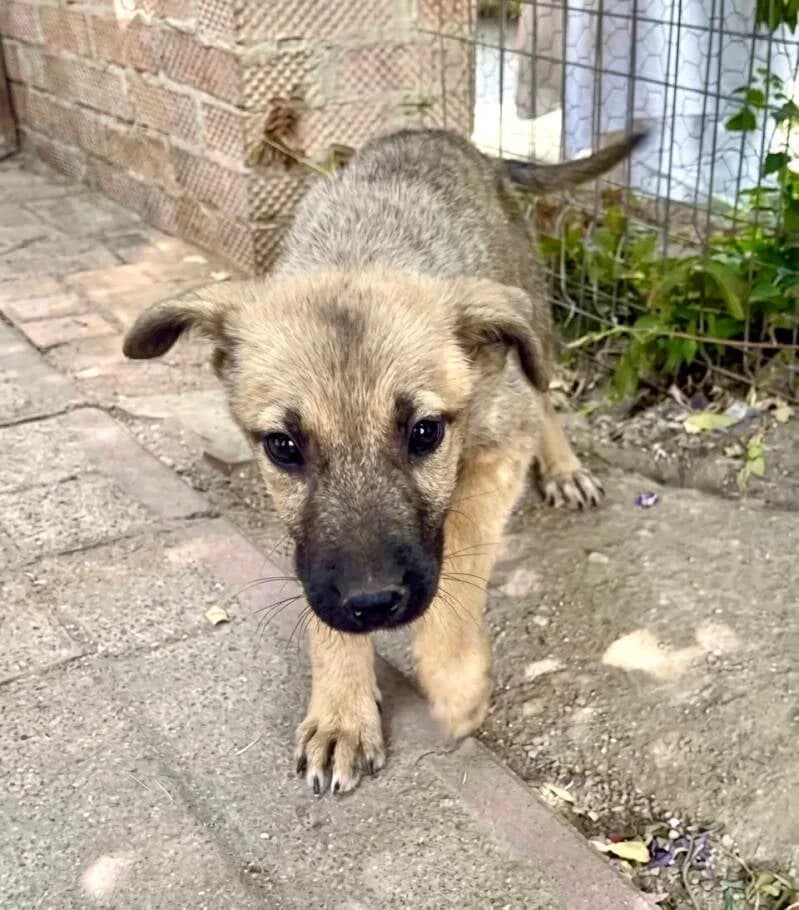 OPALE, female puppy Mixed Breed for adoption at Happy Dogs Forever, happy dogs forever