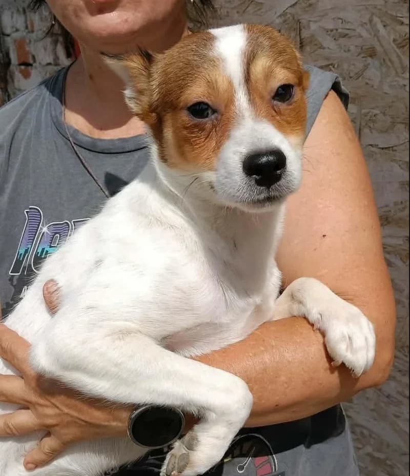 TAO, male puppy Mixed Breed for adoption at Happy Dogs Forever, happy dogs forever