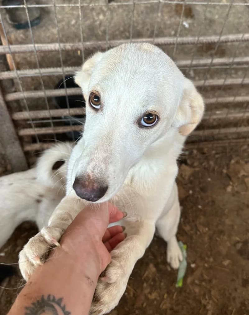 SKYE, female young Mixed Breed for adoption at Happy Dogs Forever, happy dogs forever