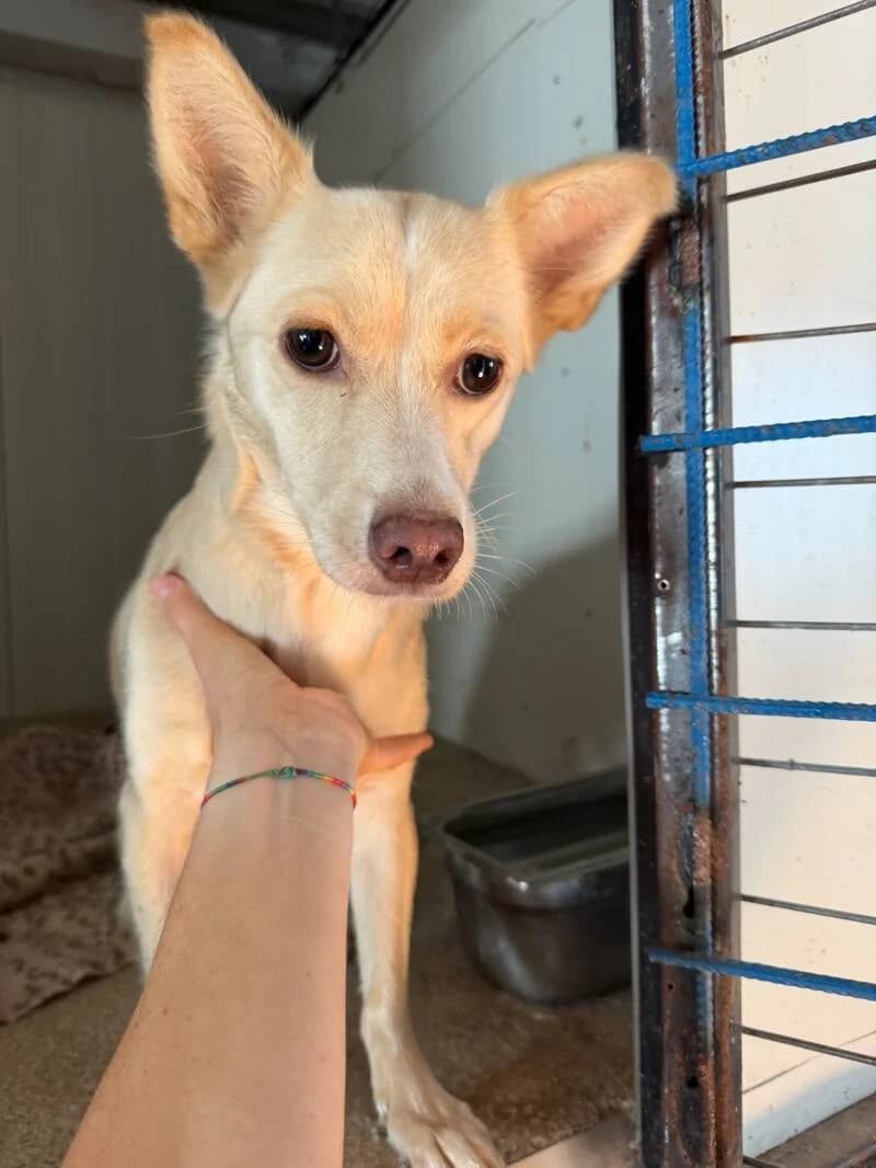 IMPIE, female young Mixed Breed for adoption at Happy Dogs Forever, happy dogs forever