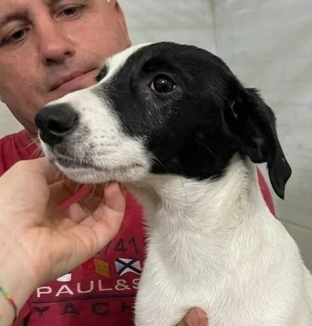 PEPITO, male puppy Mixed Breed for adoption at Happy Dogs Forever, happy dogs forever