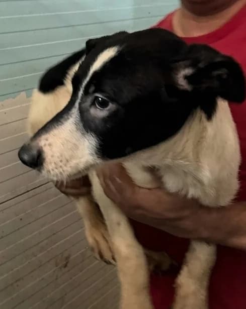 PONYO, male puppy Mixed Breed for adoption at Happy Dogs Forever, happy dogs forever