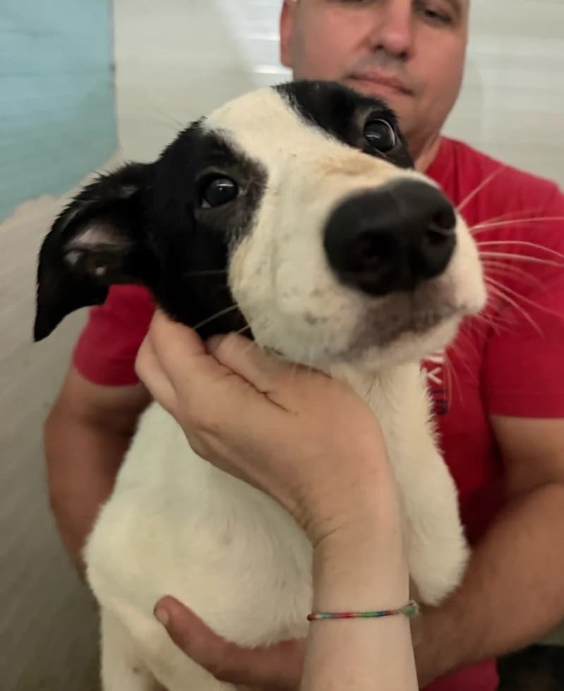 PIMS, female puppy Mixed Breed for adoption at Happy Dogs Forever, happy dogs forever