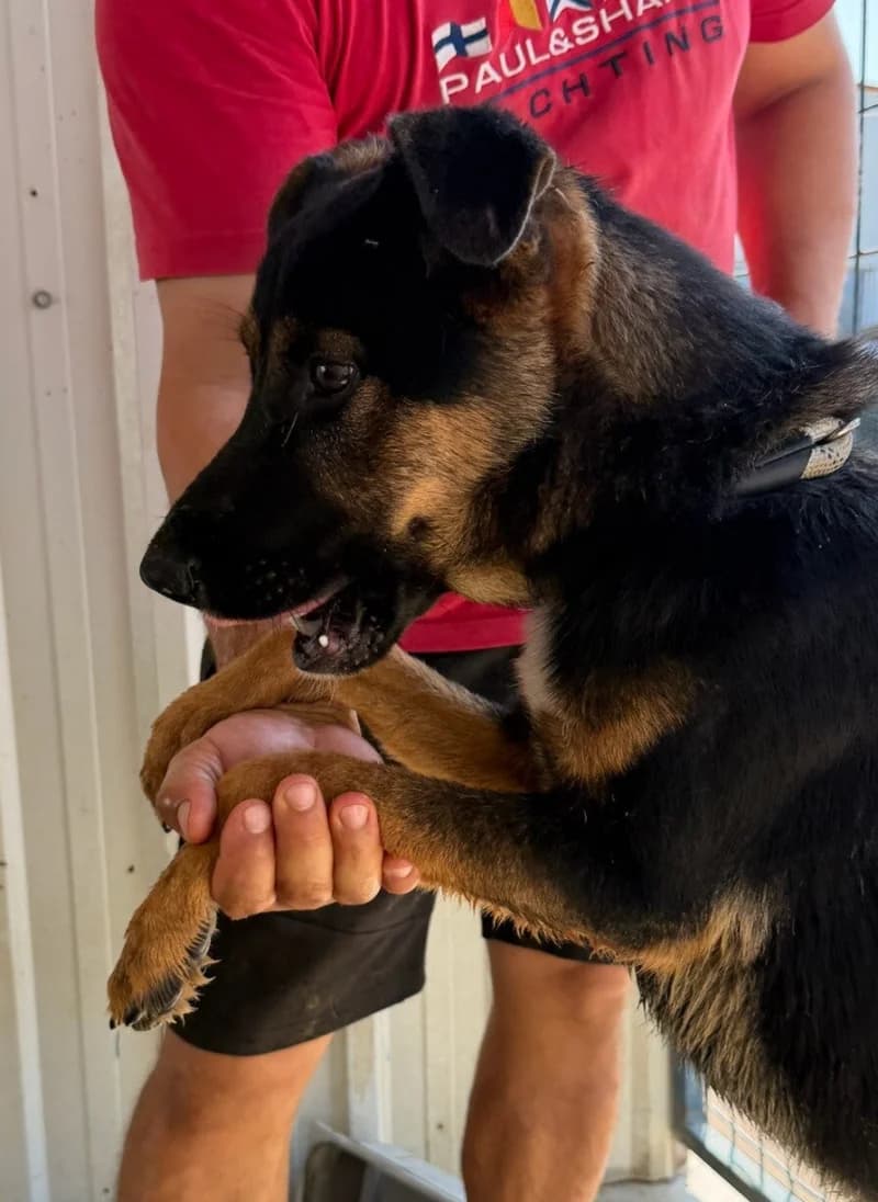 TANGO, male young Mixed Breed for adoption at Happy Dogs Forever, happy dogs forever