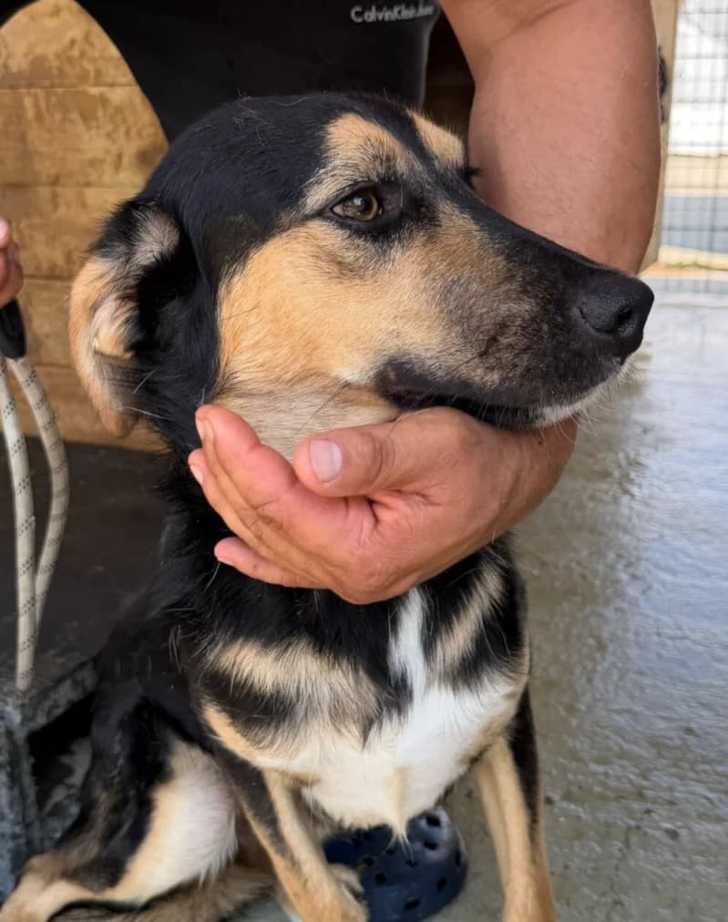SUKI, male young Mixed Breed for adoption at Happy Dogs Forever, happy dogs forever