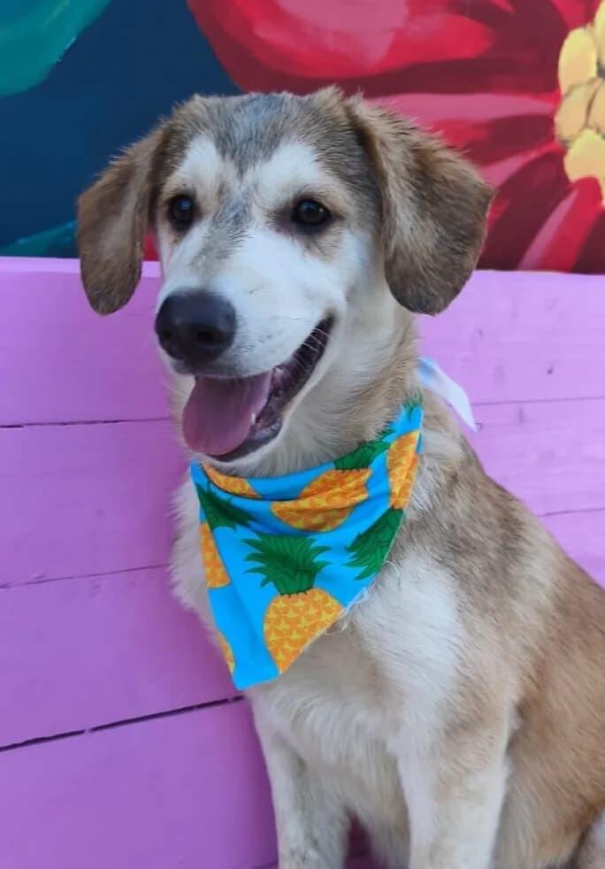 ARLO, male puppy Mixed Breed for adoption at Happy Dogs Forever, happy dogs forever