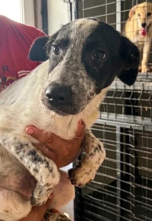 NEMO, male puppy Mixed Breed for adoption at Happy Dogs Forever, happy dogs forever