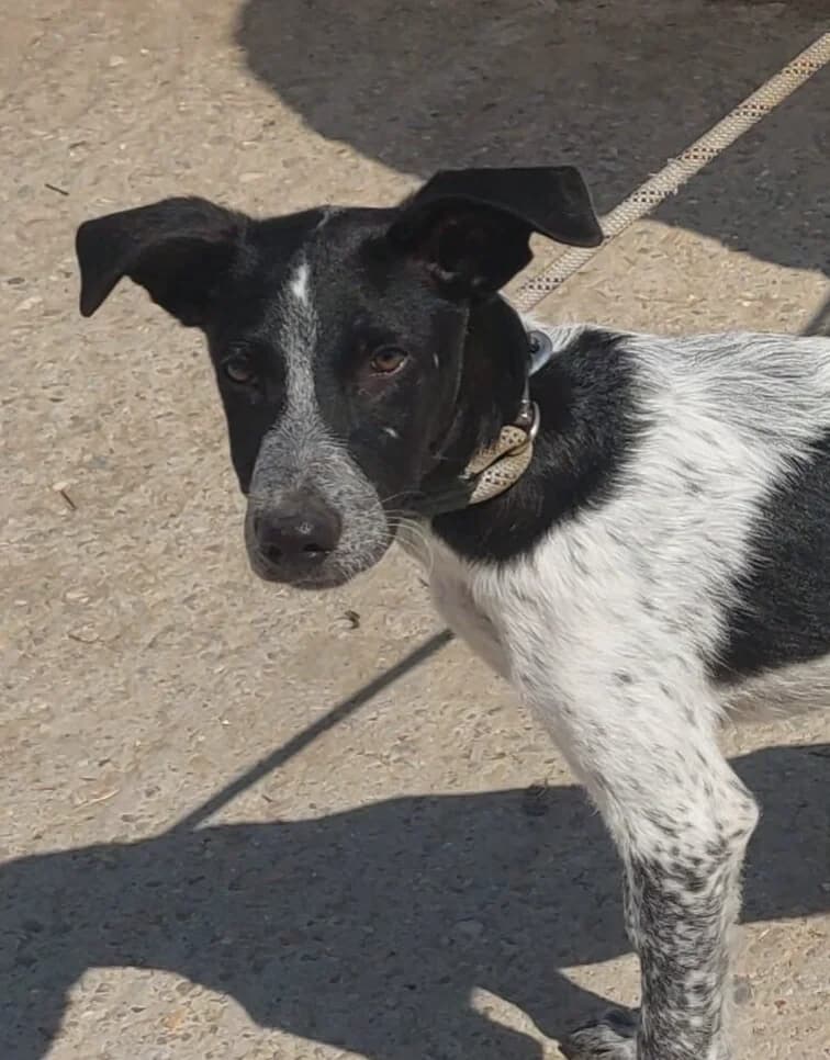 NAO, male puppy Mixed Breed for adoption at Happy Dogs Forever, happy dogs forever