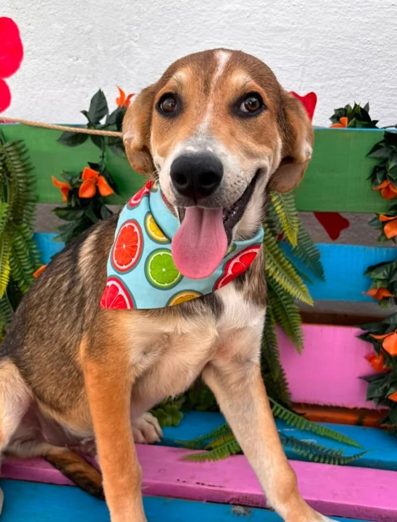 HAROU, male puppy Mixed Breed for adoption at Happy Dogs Forever, happy dogs forever