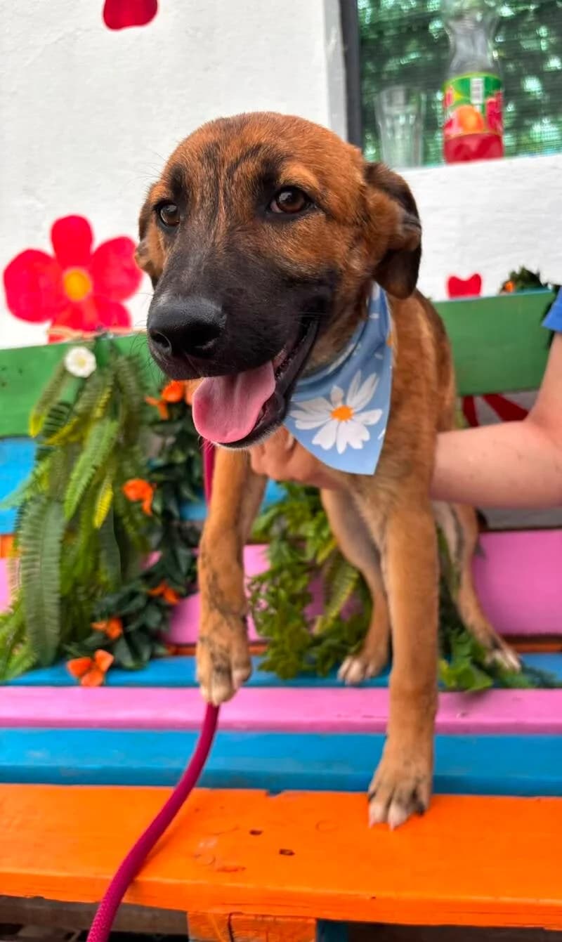 RUFUS, male puppy Mixed Breed for adoption at Happy Dogs Forever, happy dogs forever