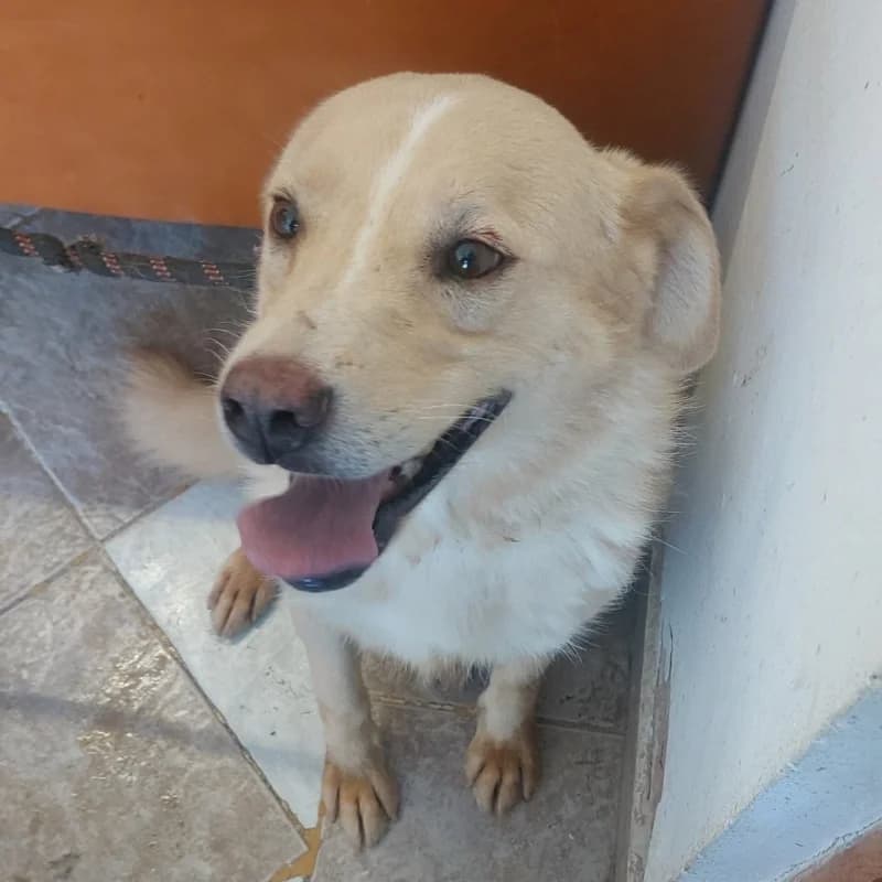 KALIE, female 5yo Mixed Breed for adoption at Happy Dogs Forever, happy dogs forever