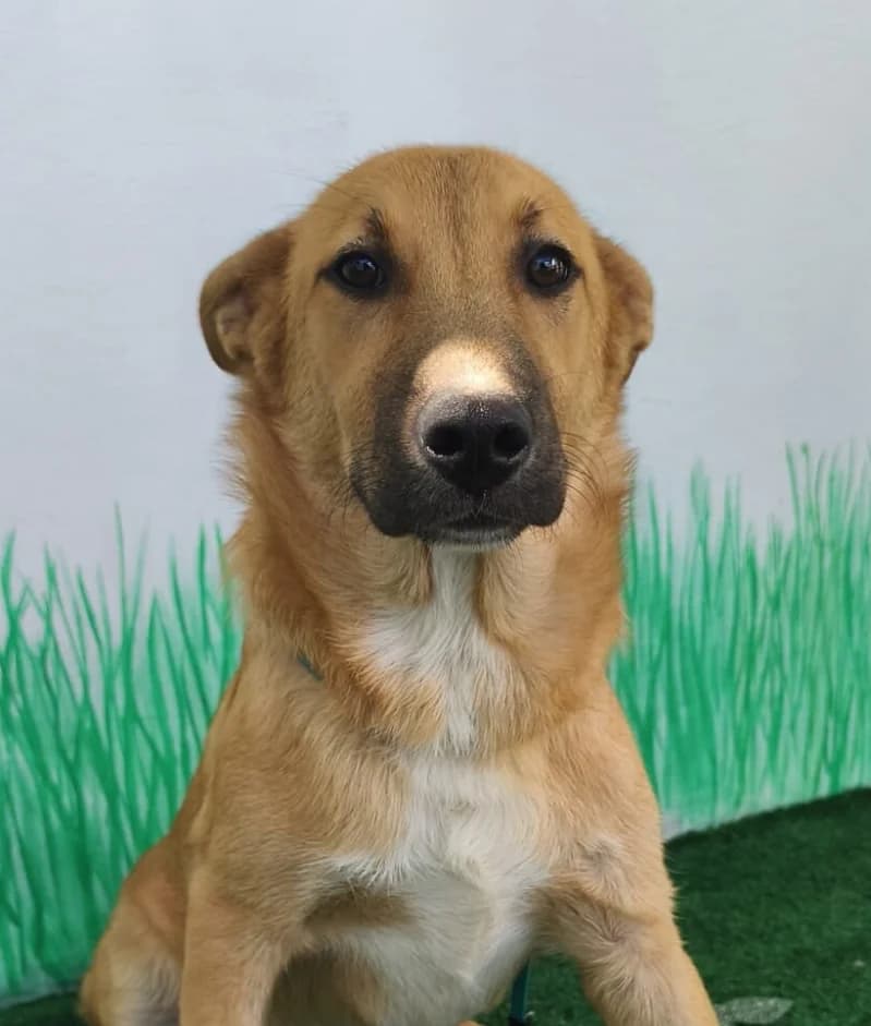 ROX, male puppy Mixed Breed for adoption at Happy Dogs Forever, happy dogs forever