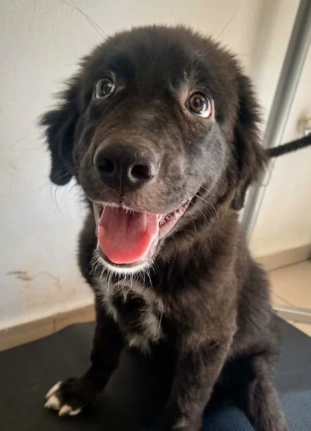 BAGHEERA, female puppy Mixed Breed for adoption at Happy Dogs Forever, happy dogs forever