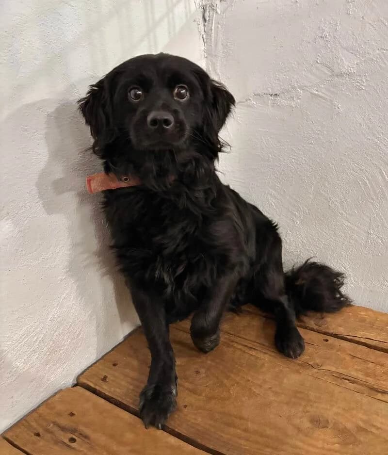 PIPOU, male Mixed Breed for adoption at Happy Dogs Forever, happy dogs forever
