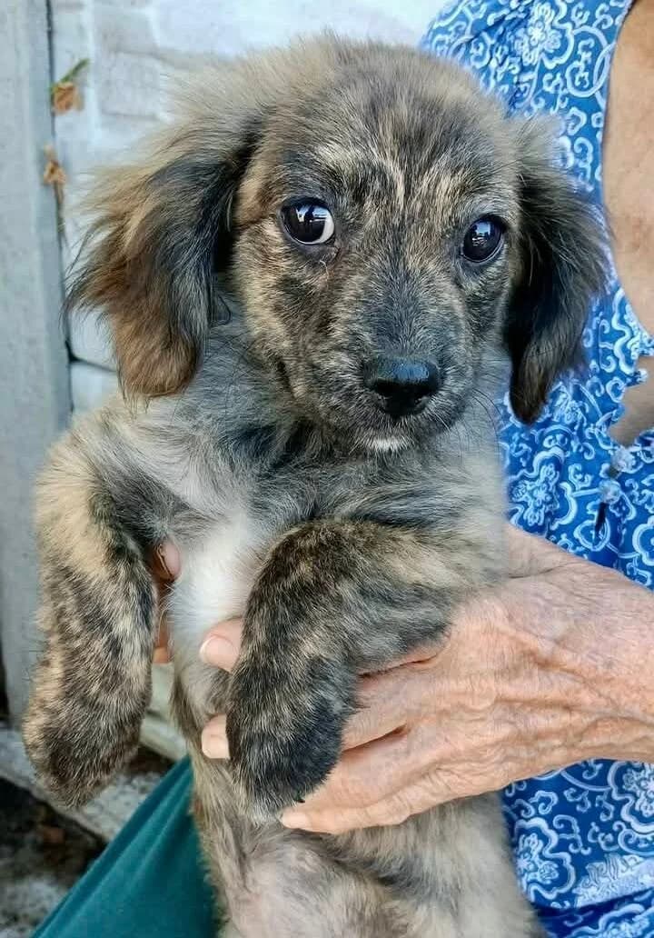 THÉA, female puppy Mixed Breed for adoption at Happy Dogs Forever, happy dogs forever