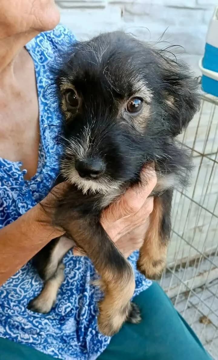 TAÏGA, female puppy Mixed Breed for adoption at Happy Dogs Forever, happy dogs forever