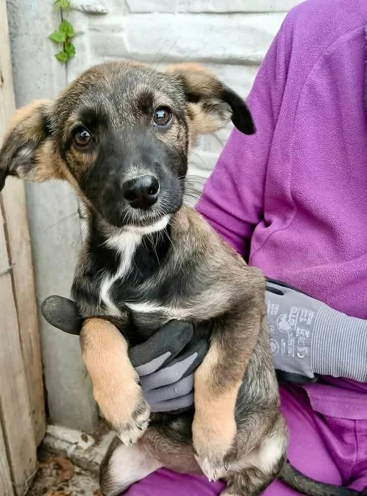 TESS, female puppy Mixed Breed for adoption at Happy Dogs Forever, happy dogs forever