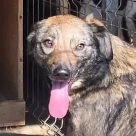 ALMA, senior Mixed Breed for adoption at Happy Dogs Forever, happy dogs forever