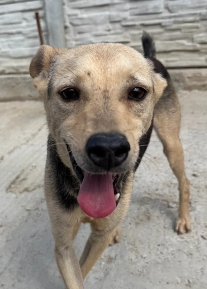 BUZZ, male Mixed Breed for adoption at Happy Dogs Forever, happy dogs forever