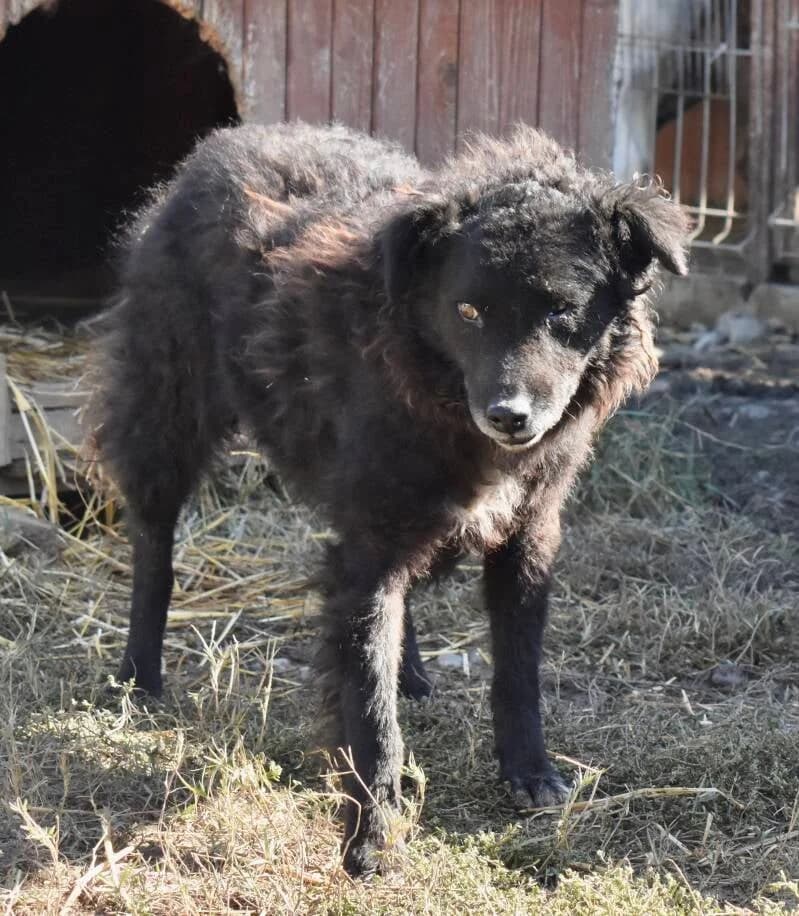 MURA, female 7yo Mixed Breed for adoption at Happy Dogs Forever, happy dogs forever