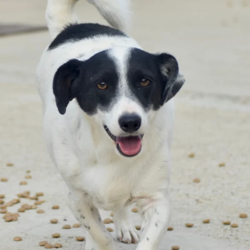 OLAF, male 5yo Mixed Breed for adoption at Happy Dogs Forever, happy dogs forever