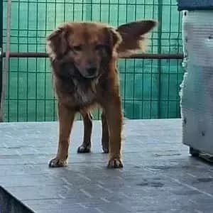 CELEST, male Mixed Breed for adoption at Happy Dogs Forever, happy dogs forever