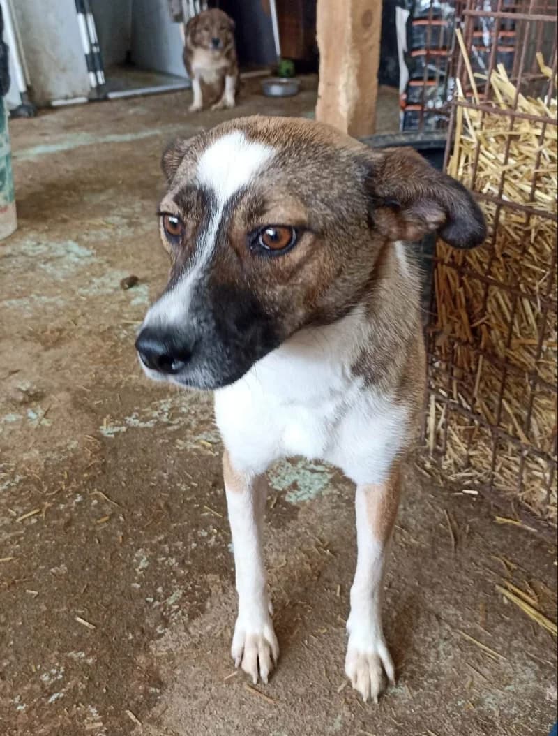 DYA, female 6yo Mixed Breed for adoption at Happy Dogs Forever, happy dogs forever