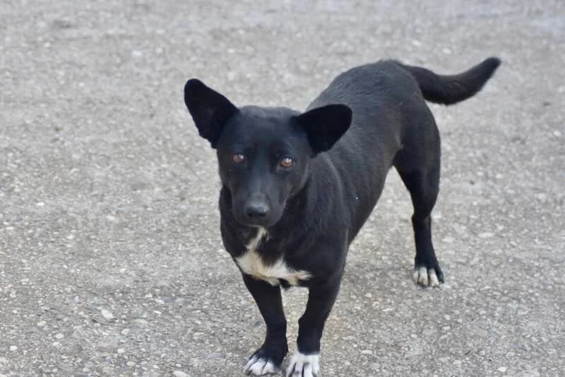 ORPHEE, male Mixed Breed for adoption at Happy Dogs Forever, happy dogs forever