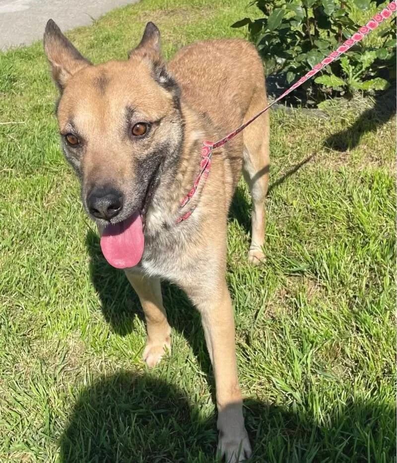 FLASH, male 4yo Mixed Breed for adoption at Happy Dogs Forever, happy dogs forever