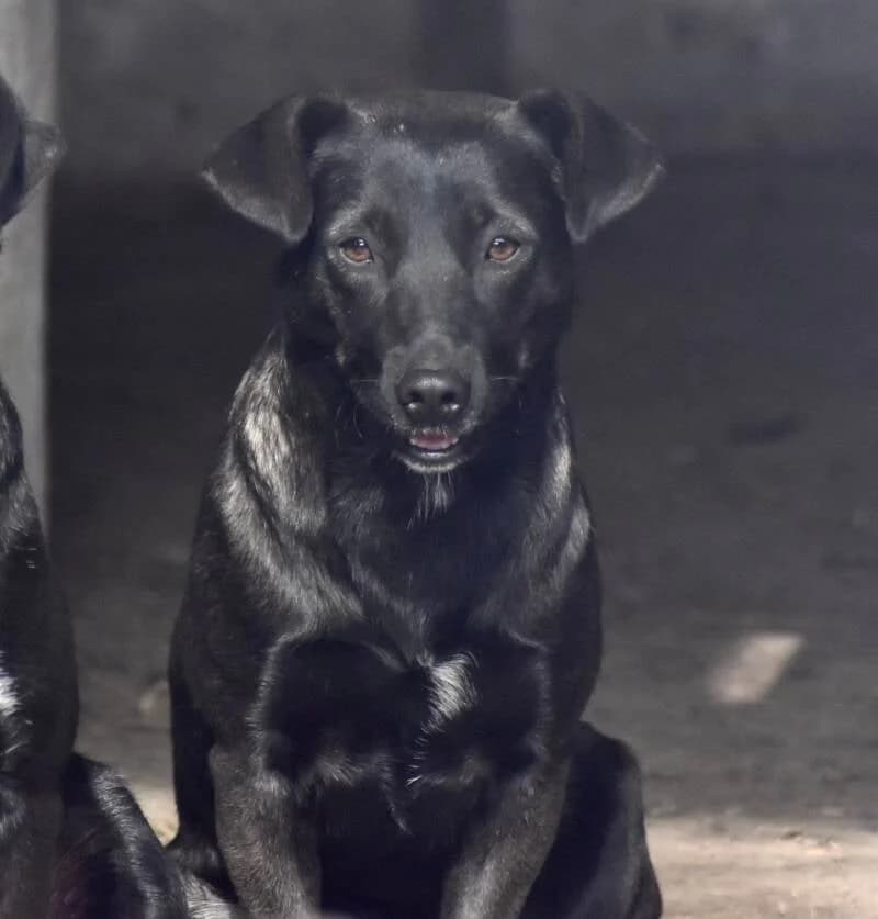 KIARA, female 3yo Mixed Breed for adoption at Happy Dogs Forever, happy dogs forever