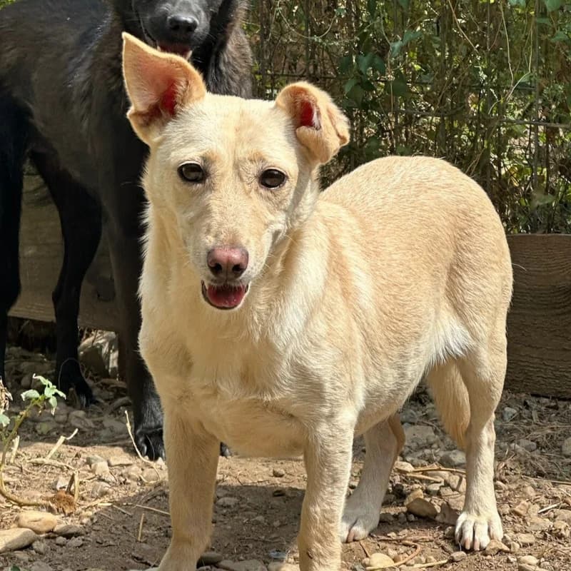 TORVIE, female 3yo Mixed Breed for adoption at Happy Dogs Forever, happy dogs forever