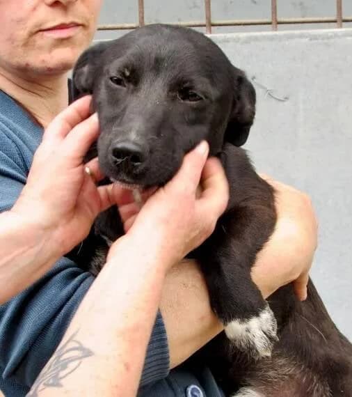 IVAR, male 4yo Mixed Breed for adoption at Happy Dogs Forever, happy dogs forever
