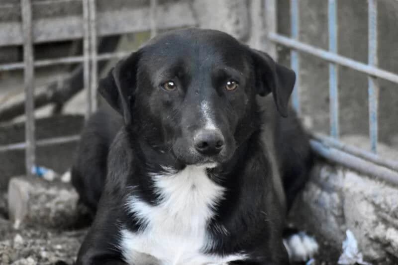 KOVU, male 4yo Mixed Breed for adoption at Happy Dogs Forever, happy dogs forever