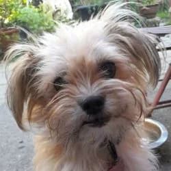 Lois, female 5yo mixed breed for adoption at Association Happy Together