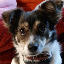 Kent, male 5yo Mixed Breed for adoption at Association Happy Together