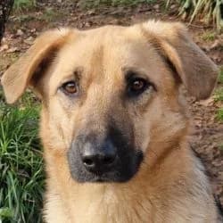 Gims, male 3yo Mixed Breed for adoption at Association Happy Together