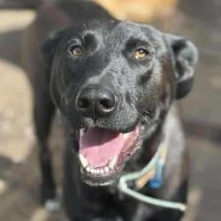 Saki, male young Mixed Breed for adoption at Association Happy Together