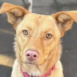 Eulalie, female young mixed breed for adoption at Association Happy Together