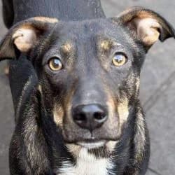 Zwan Vermeille, female young mixed breed for adoption at Association Happy Together