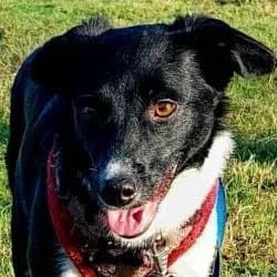 Gyda, female young mixed breed for adoption at Association Happy Together