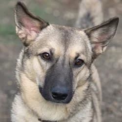 Ninia, female young mixed breed for adoption at Association Happy Together