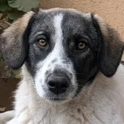 Belote, female young mixed breed for adoption at Association Happy Together