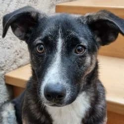 Cyrano, male young Mixed Breed for adoption at Association Happy Together