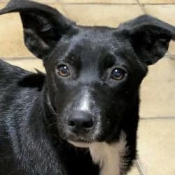 Scapin, male young Mixed Breed for adoption at Association Happy Together